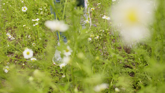 年轻女子在绿色夏日草原上穿过花朵的椰子花朵行走在青春视频