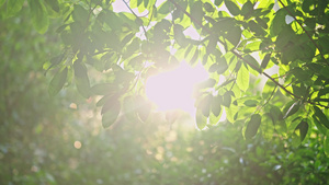 4k初夏阳光下的绿植植物树叶15秒视频