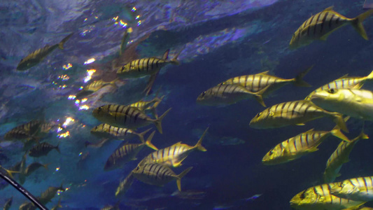 水下鱼群海洋鱼类海底世界视频