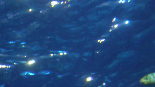 水下鱼群海洋鱼类海底世界视频