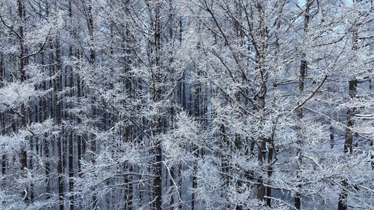 呼伦贝尔寒冬松林树挂松树林雾凇雪松视频