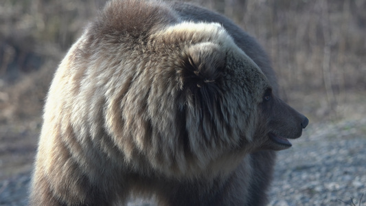 饥饿的野生恰特卡棕熊Kamchatkabrownbear视频