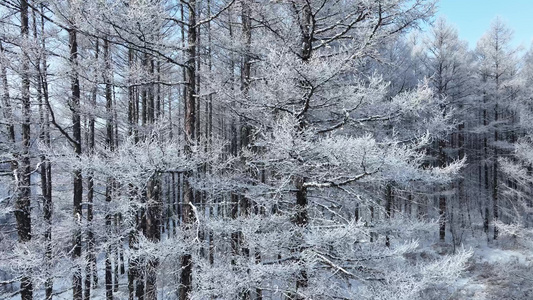 呼伦贝尔寒冬松林树挂松树林雾凇雪松视频