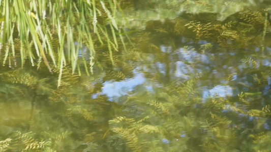 水中倒影波纹波光水流水面湖水视频