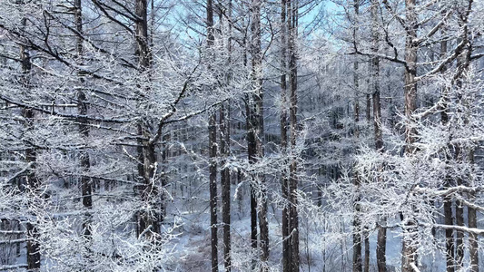 呼伦贝尔寒冬松林树挂松树林雾凇雪松视频