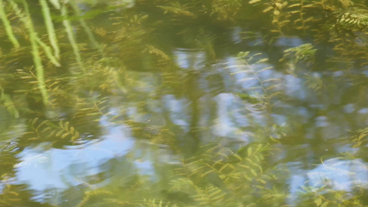 水中倒影波纹波光水流水面湖水视频