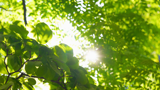 4k实拍夏日阳光透过树叶意境空镜头视频