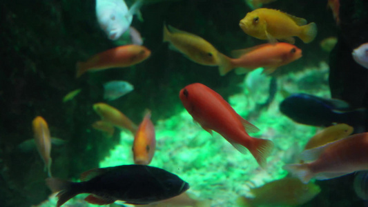 水中游动的观赏鱼三湖慈鲷视频