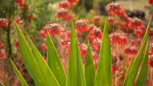 美国加利福尼亚州花园里的幸运铃铛粉红花千春花之母草甸视频
