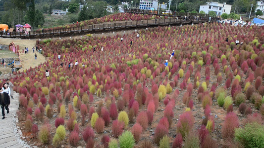 浪漫的乡村振兴植物植被地肤草视频