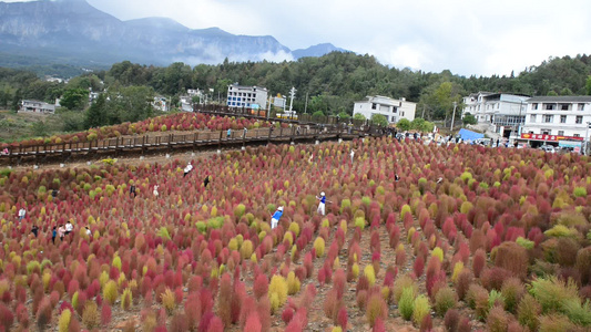 浪漫的乡村振兴植物植被地肤草视频