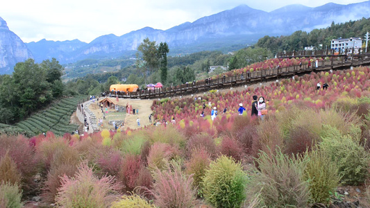 浪漫的乡村振兴植物植被地肤草视频