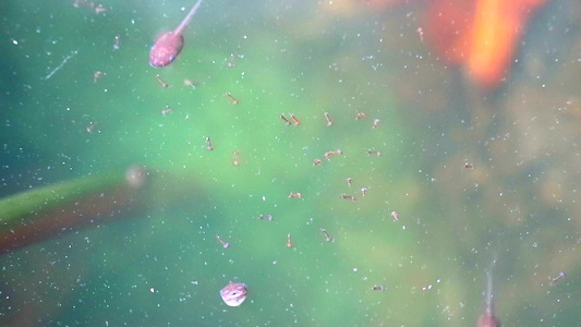 幼虫和在水泡里找到食物吃视频