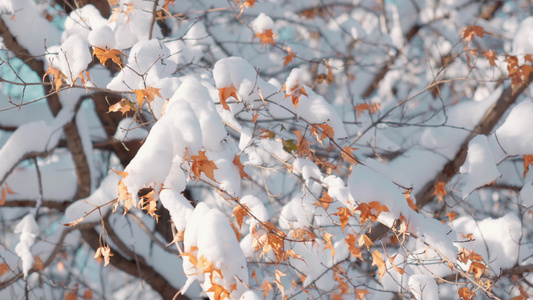 4k落叶雪景视频