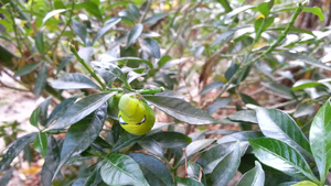 飞蛾幼虫或吃叶子的毛虫27秒视频