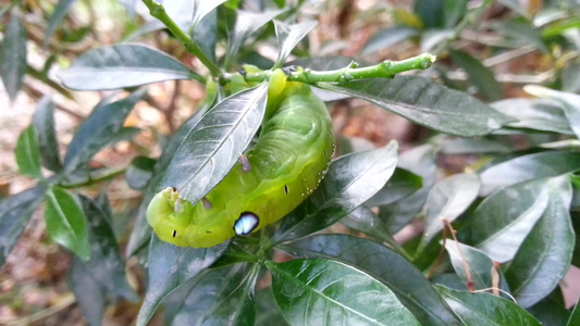 飞蛾幼虫或吃叶子的毛虫视频