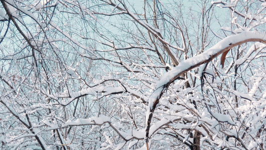 4k冬季雪景树木视频
