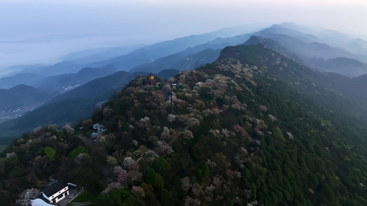 重庆云龟山樱花航拍视频