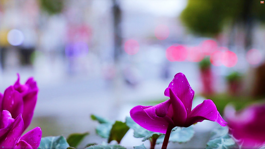 4K实拍城市噪杂街道与宁静花朵视频