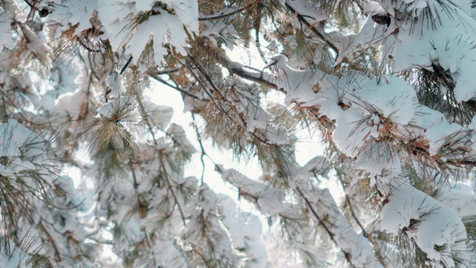 4k雪落枝头视频