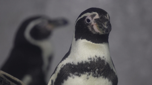 水族馆里的帝王企鹅南极视频