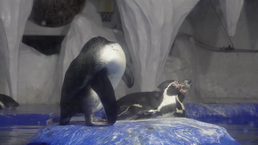 水族馆里的帝王企鹅南极视频