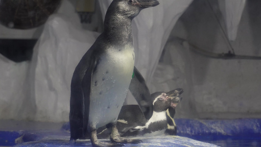 水族馆里的帝王企鹅南极视频