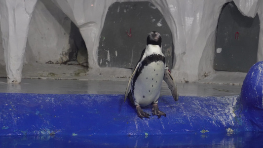 水族馆里的帝王企鹅南极视频