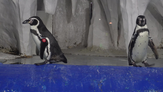 水族馆里的帝王企鹅南极视频