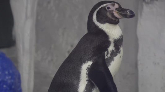 水族馆里的帝王企鹅南极视频