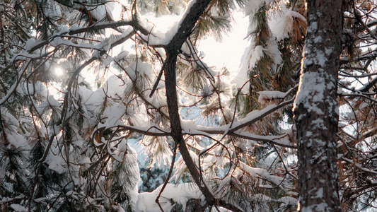 4k松树雪花视频