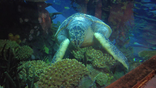 水族馆深水海龟进食视频