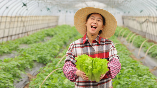 农民开心的展示生菜视频