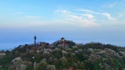 重庆云龟山樱花航拍视频