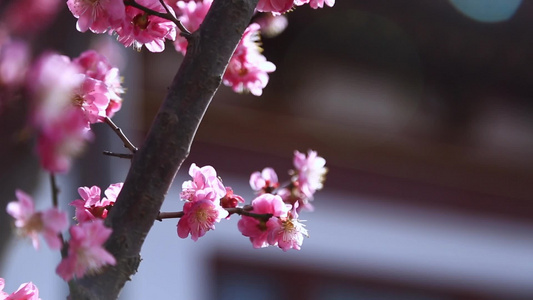 唯美春天立春园林梅花古建筑诗音梅花视频