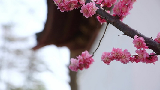 唯美春天立春园林梅花古建筑诗音梅花视频