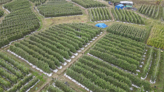 圣女果种植园航拍视频