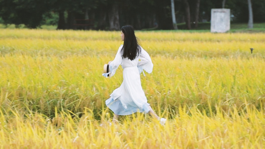  4K稻田里的少女视频