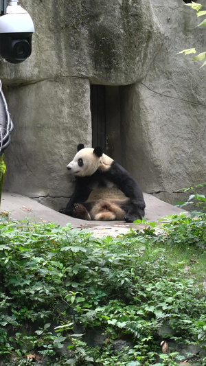 国宝大熊猫70秒视频