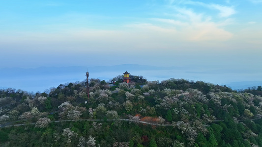 重庆云龟山樱花航拍视频