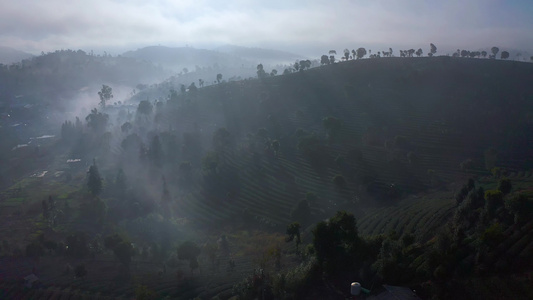 航拍云雾中的茶山视频