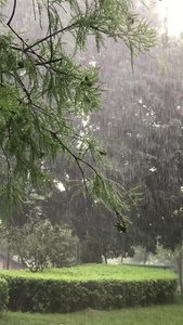 树林里下雨场景慢镜头视频