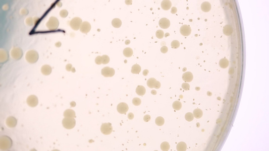 细菌培养基菌群检测细菌检测培养皿视频