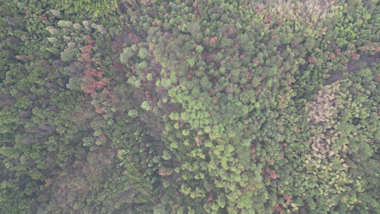 秋色森林植物航拍 视频