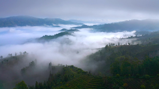 航拍云雾中的茶山视频