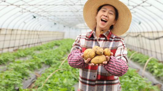 农民大婶收获土豆的喜悦视频