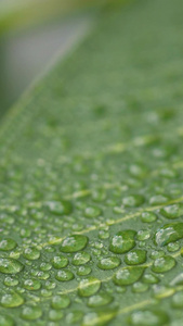 夏日小暑微距植物纹理水珠视频