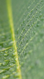 夏日小暑微距植物纹理水珠视频