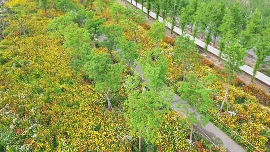 航拍郑州东风渠生态文化公园花海莫奈花园视频