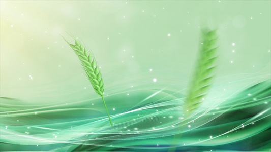 清新简洁小满绿色创意海浪麦穗背景视频视频